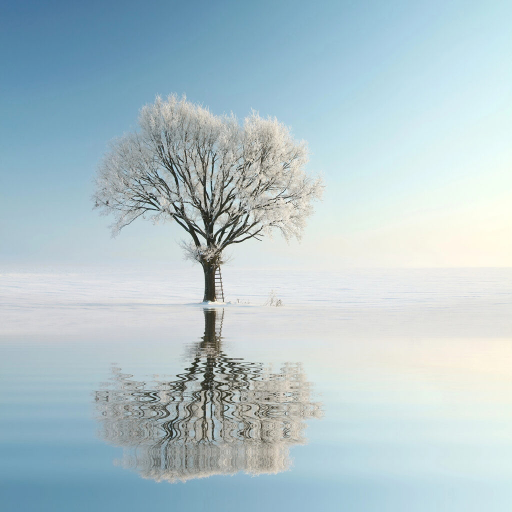 tree with blue background