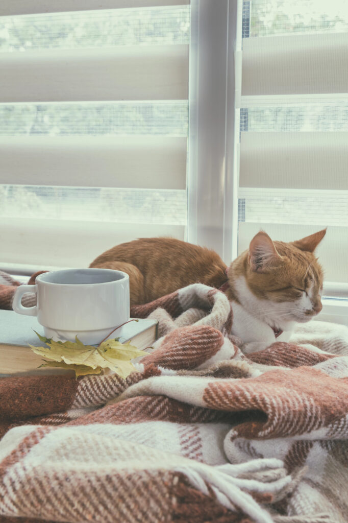 cat in writing space with coffee and book